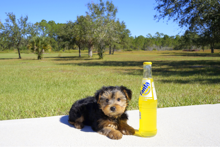 Meet Ivy - our Yorkshire Terrier Puppy Photo 1/4 - Florida Fur Babies