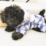 Poochon Being Cute Poochon Being Cute