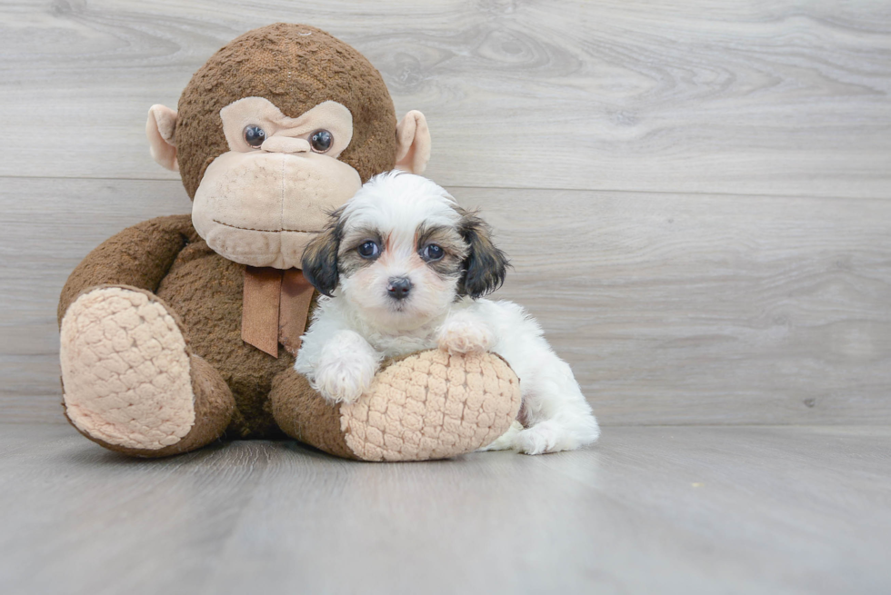 Meet Galaxy - our Teddy Bear Puppy Photo 1/3 - Florida Fur Babies