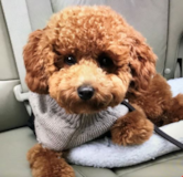 Cute Poodle Purebred Pup