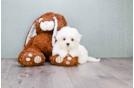 Meet  Luna - our Maltese Puppy Photo 1/7 - Florida Fur Babies