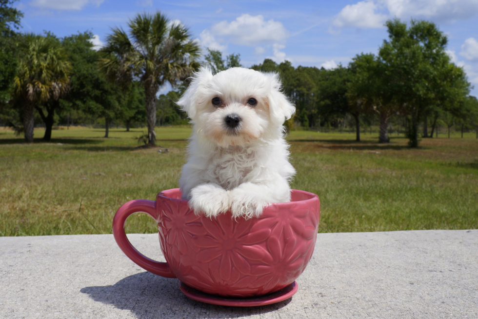 Meet Noah - our Maltese Puppy Photo 2/2 - Florida Fur Babies
