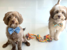Mini Labradoodle Being Cute Mini Labradoodle Being Cute