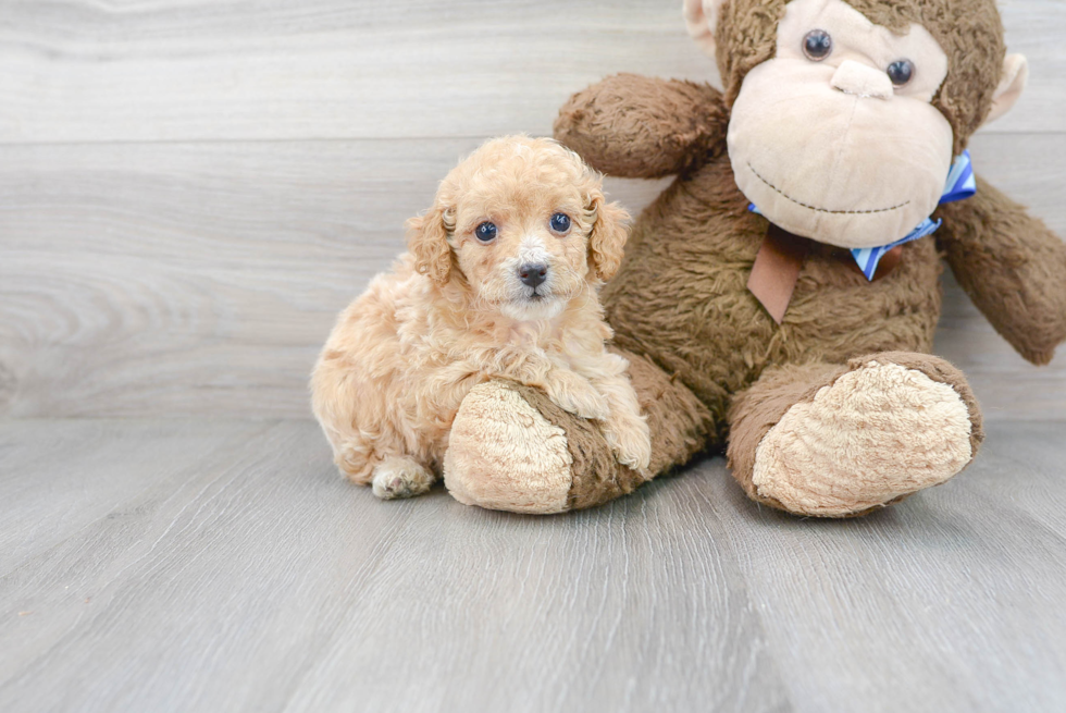 Meet Opel - our Poodle Puppy Photo 2/3 - Florida Fur Babies