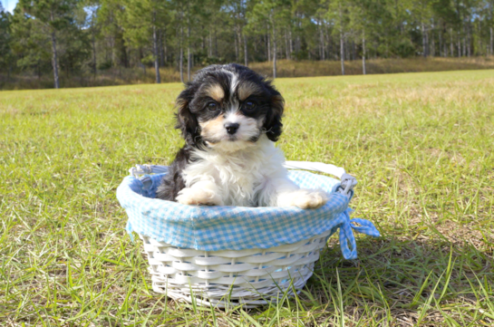 345 week old Cavachon Puppy For Sale - Florida Fur Babies
