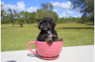 Meet Sadie - our Yorkie Poo Puppy Photo 1/3 - Florida Fur Babies