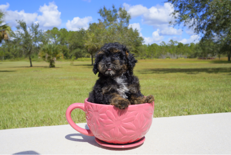 Meet Sadie - our Yorkie Poo Puppy Photo 1/3 - Florida Fur Babies
