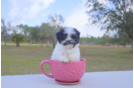Meet  Rebecca - our Havanese Puppy Photo 1/2 - Florida Fur Babies