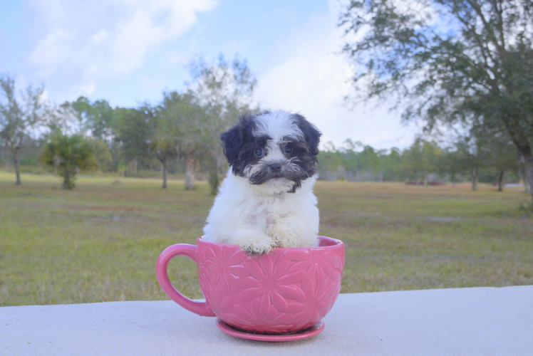 Meet  Rebecca - our Havanese Puppy Photo 1/2 - Florida Fur Babies