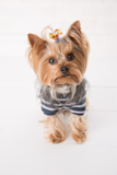Yorkshire Terrier Being Cute