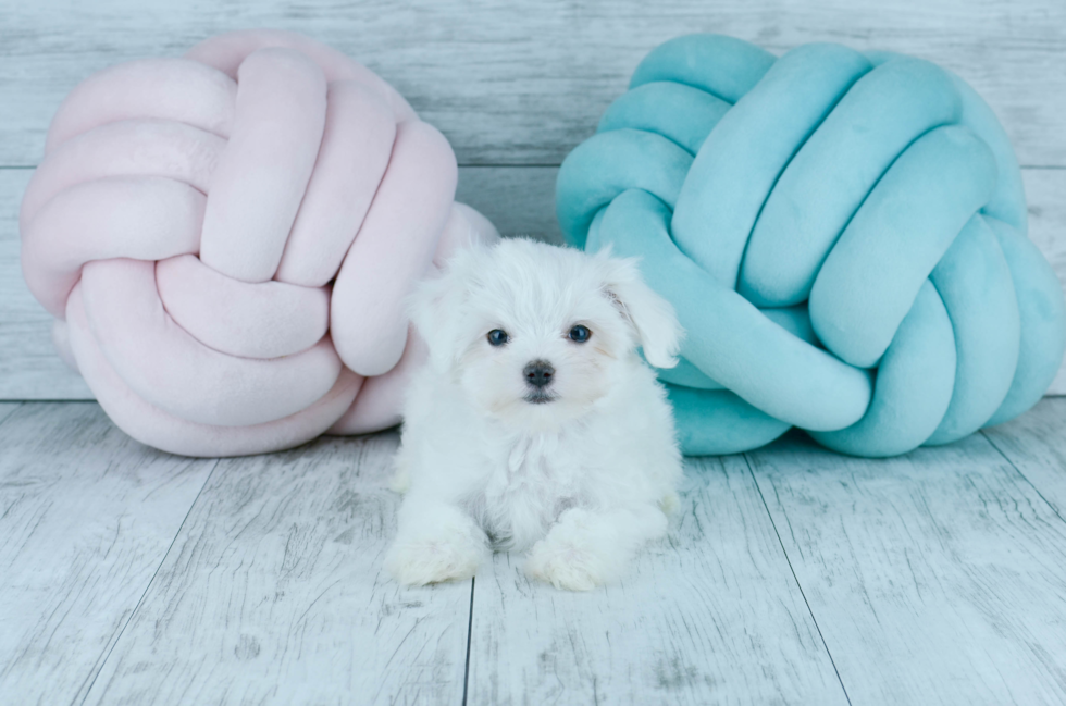 Meet  Snowflake - our Maltese Puppy Photo 2/5 - Florida Fur Babies