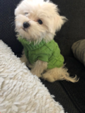 Cute Maltese Purebred Pup Cute Maltese Purebred Pup