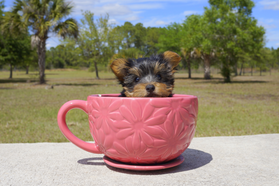 Meet Graham - our Yorkshire Terrier Puppy Photo 2/3 - Florida Fur Babies
