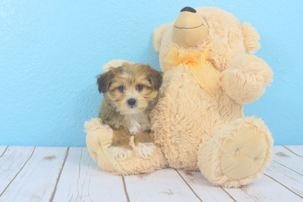 Meet Latte - our Morkie Puppy Photo 3/4 - Florida Fur Babies