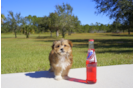 Meet  Ember - our Morkie Puppy Photo 5/5 - Florida Fur Babies