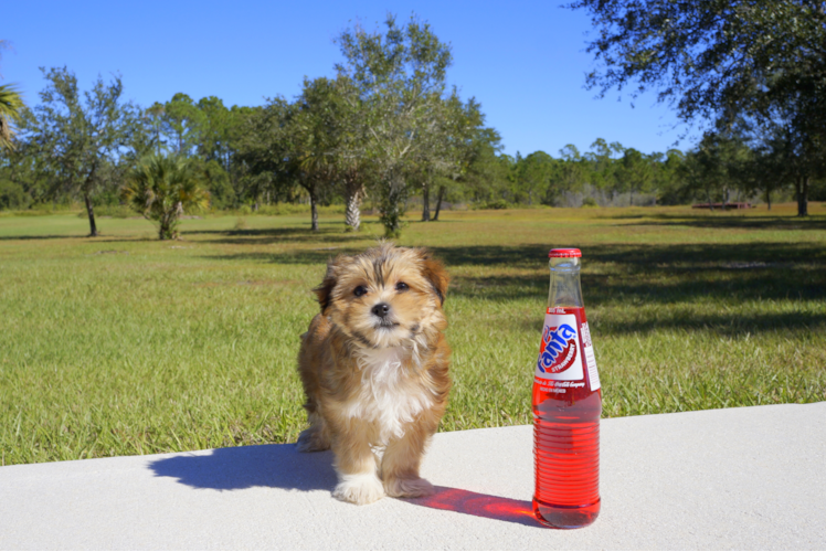 Meet  Ember - our Morkie Puppy Photo 5/5 - Florida Fur Babies