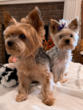 Yorkshire Terrier Being Cute