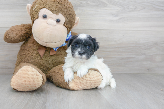 15 week old Maltipoo Puppy For Sale - Florida Fur Babies