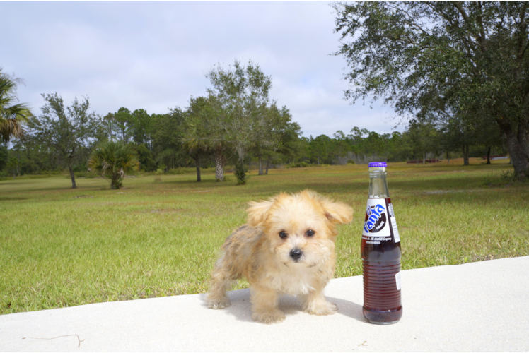 Meet Clove - our Morkie Puppy Photo 5/5 - Florida Fur Babies