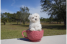 Meet  Christopher - our Maltese Puppy Photo 1/5 - Florida Fur Babies