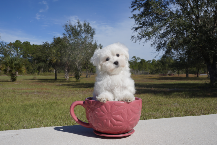 Meet  Christopher - our Maltese Puppy Photo 1/5 - Florida Fur Babies