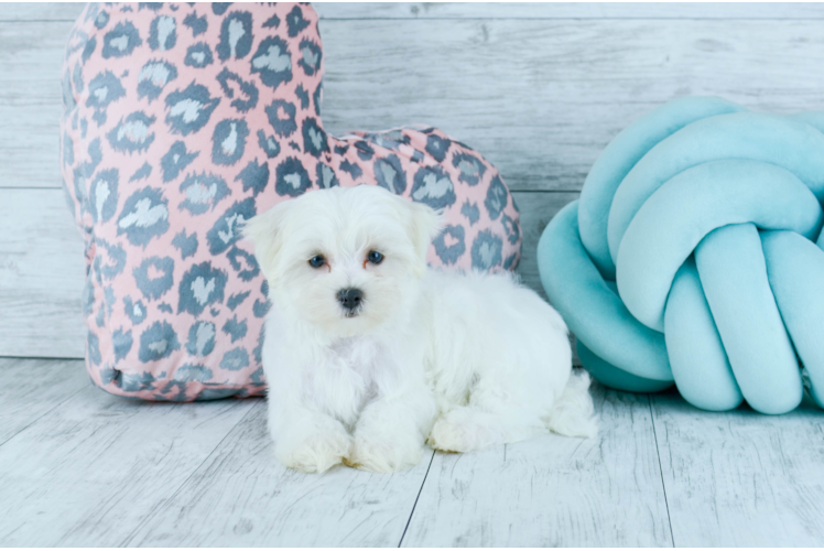 Meet Polar - our Maltese Puppy Photo 1/4 - Florida Fur Babies