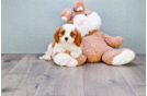 Meet Cooper - our Cavalier King Charles Spaniel Puppy Photo 2/4 - Florida Fur Babies