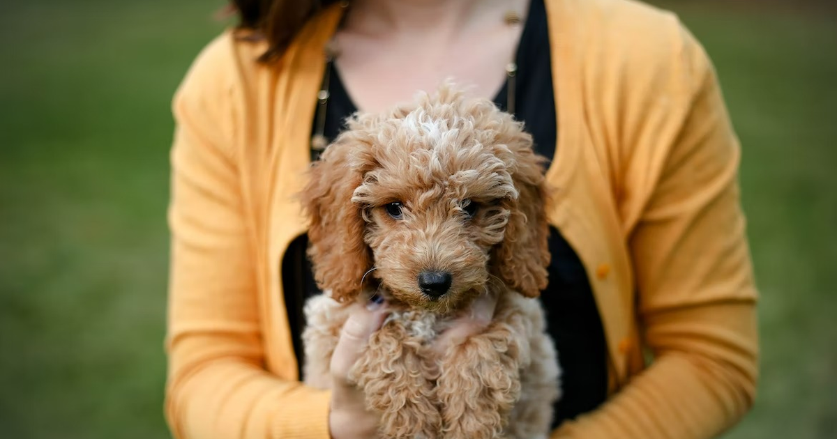 Small Brown Curly Haired Dog Breeds Small Curly Coated Dogs Tiny