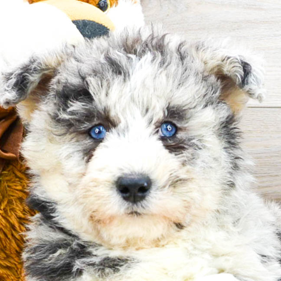 Mini Huskydoodle Puppies For Sale - Florida Fur Babies