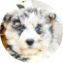 Mini Huskydoodle Puppy For Sale - Florida Fur Babies