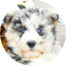 Mini Huskydoodle Puppies For Sale - Florida Fur Babies