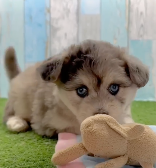 Petite Mini Pomskydoodle Poodle Mix Pup
