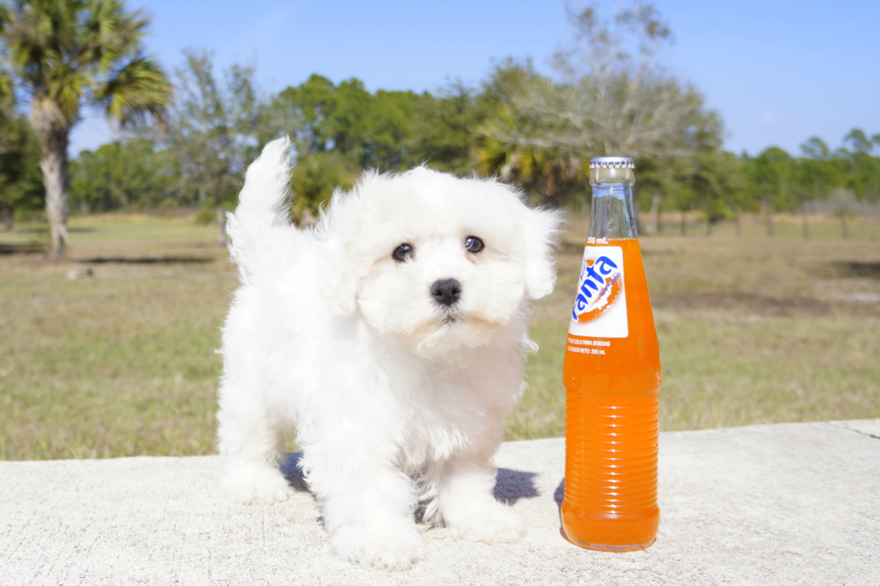 Meet Logan - our Maltipoo Puppy Photo 3/4 - Florida Fur Babies