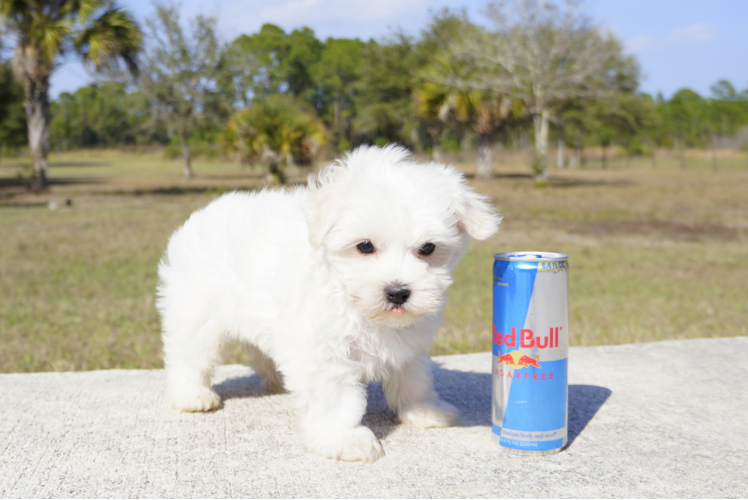 Meet Rascal  - our Maltese Puppy Photo 5/6 - Florida Fur Babies