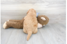 Meet Astro - our Mini Goldendoodle Puppy Photo 3/3 - Florida Fur Babies