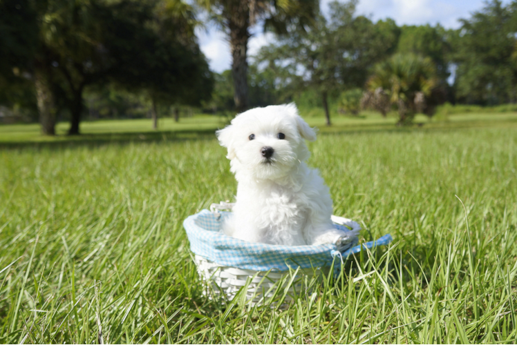 Meet John Ross - our Maltese Puppy Photo 1/3 - Florida Fur Babies