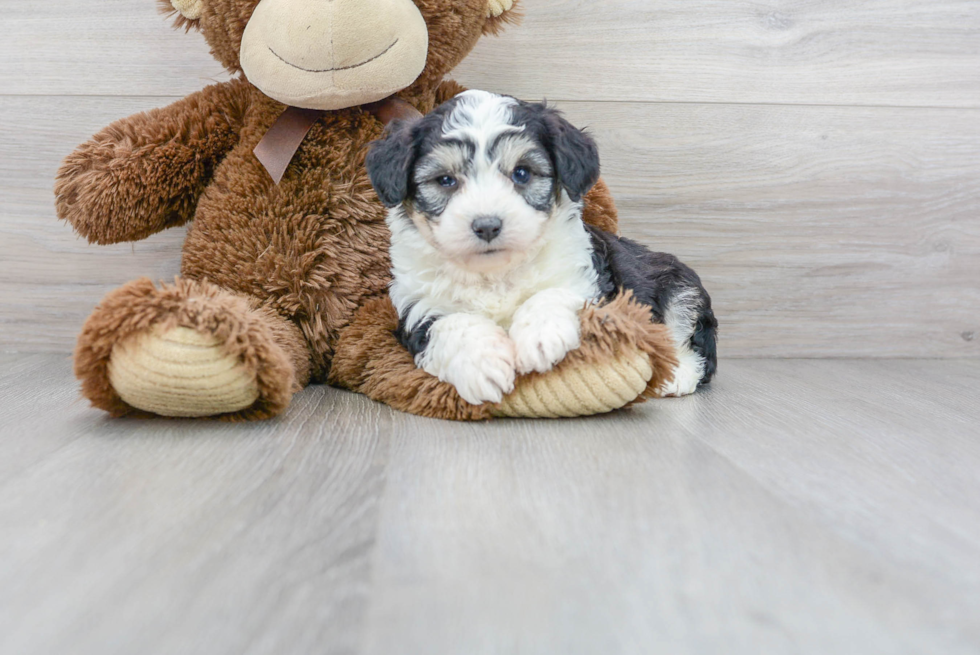 Meet Dicaprio - our Aussiechon Puppy Photo 1/3 - Florida Fur Babies