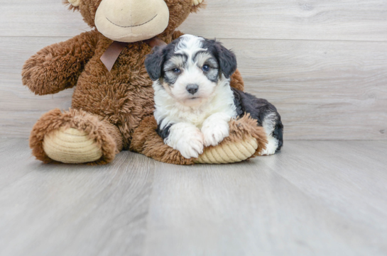 14 week old Aussiechon Puppy For Sale - Florida Fur Babies