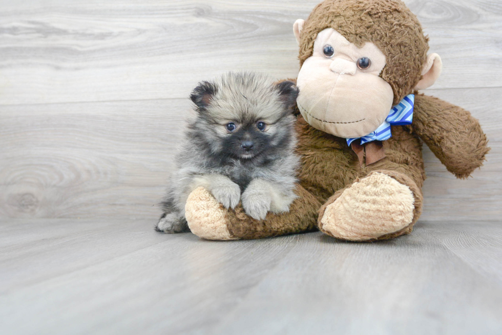Meet Kali - our Pomeranian Puppy Photo 2/3 - Florida Fur Babies