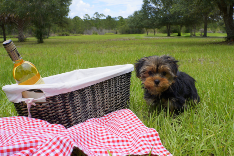 Meet Amy - our Yorkshire Terrier Puppy Photo 1/2 - Florida Fur Babies