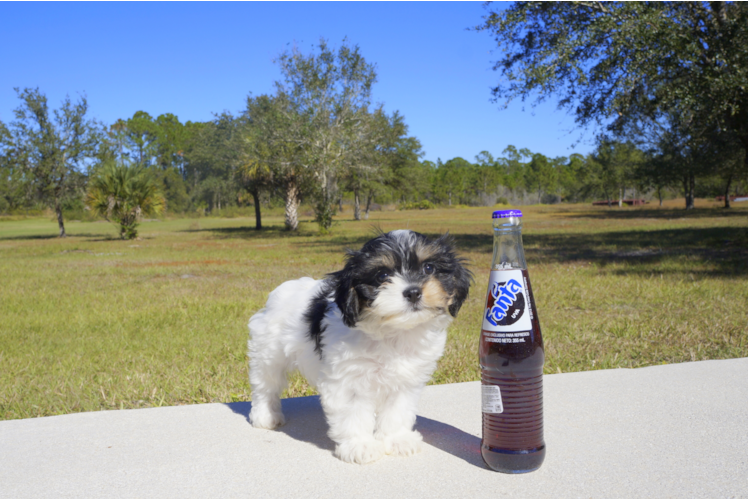 Meet  Lady - our Cavachon Puppy Photo 1/3 - Florida Fur Babies