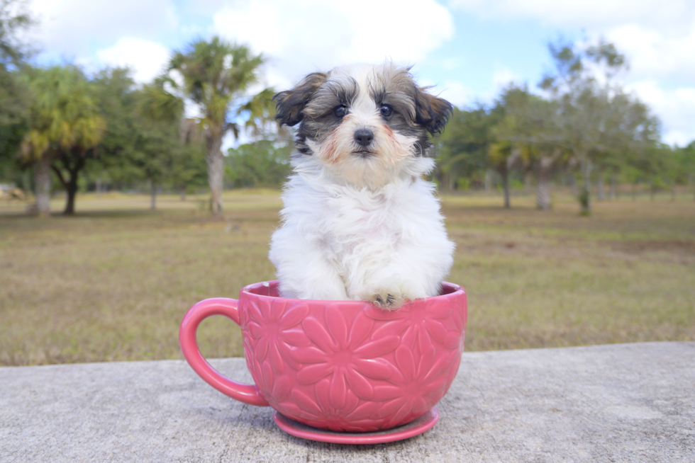 Meet Spree - our Havanese Puppy Photo 2/2 - Florida Fur Babies