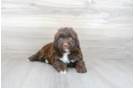 Meet Stapleton - our Portuguese Water Dog Puppy Photo 1/3 - Florida Fur Babies
