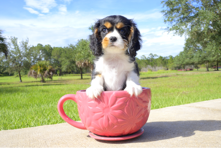 Meet Elizabeth - our Cavalier King Charles Spaniel Puppy Photo 1/3 - Florida Fur Babies