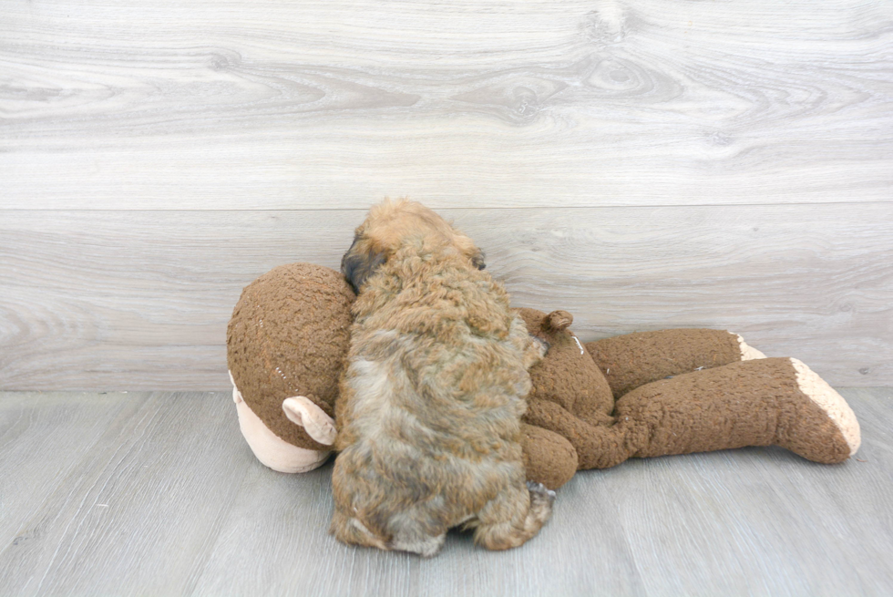 Meet Cinci - our Poochon Puppy Photo 3/3 - Florida Fur Babies