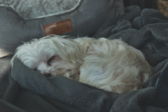 Cute Maltese Purebred Pup