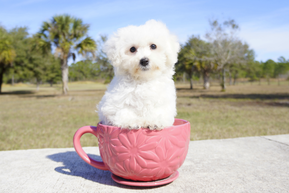 Meet Jane - our Bichon Frise Puppy Photo 2/3 - Florida Fur Babies