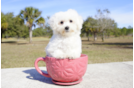 Meet Jane - our Bichon Frise Puppy Photo 2/3 - Florida Fur Babies