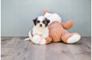 Meet Ethan - our Teddy Bear Puppy Photo 2/4 - Florida Fur Babies