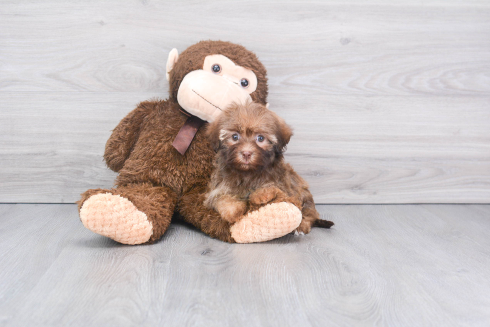 Meet Star - our Havanese Puppy Photo 1/2 - Florida Fur Babies